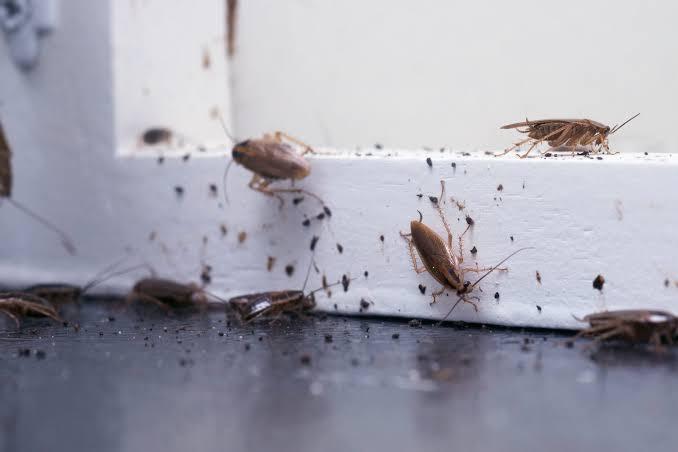 Several cockroaches along a white baseboard with droppings on the floor