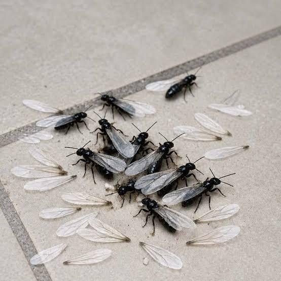 Winged insects and discarded wings on a tile floor